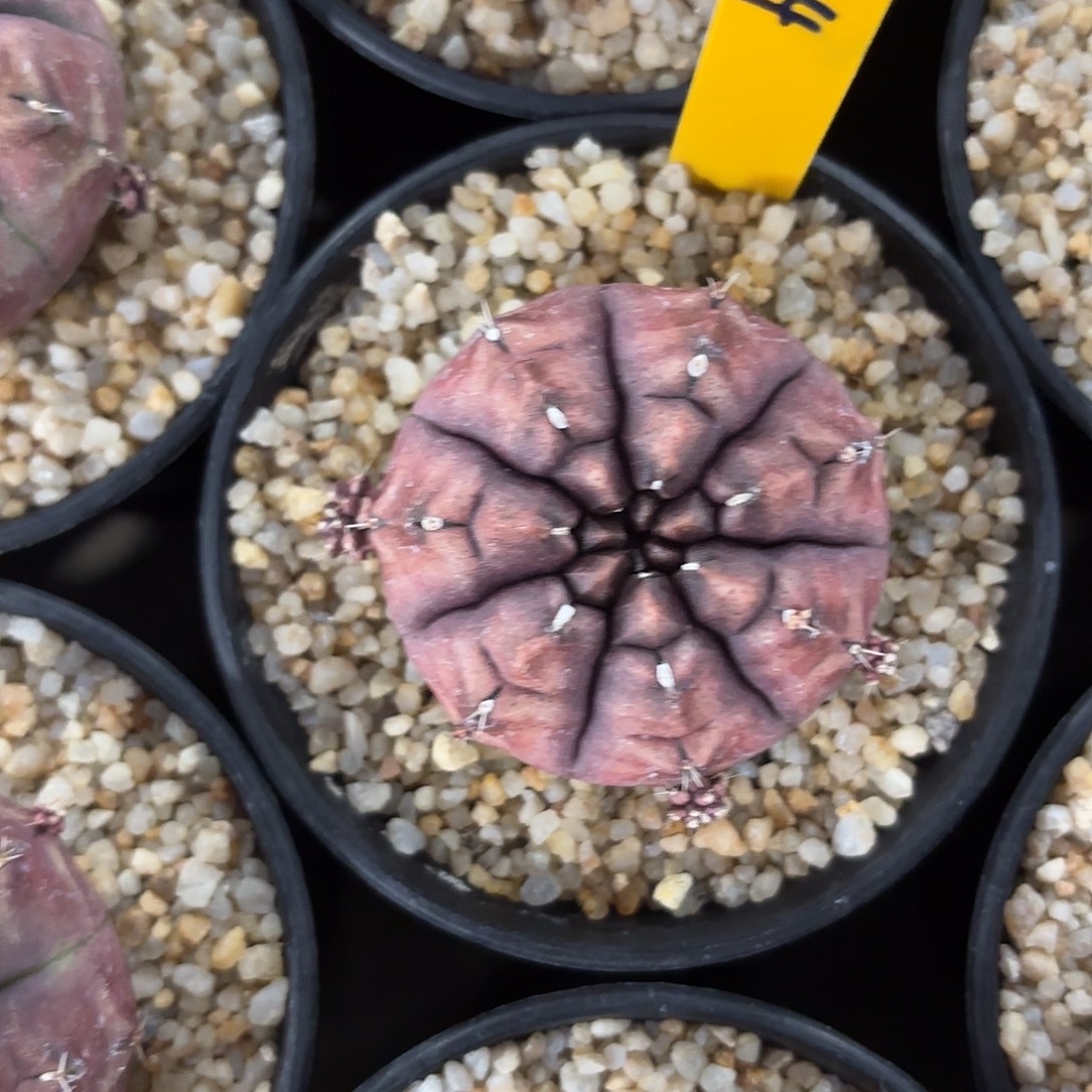 644-0908泰国发货