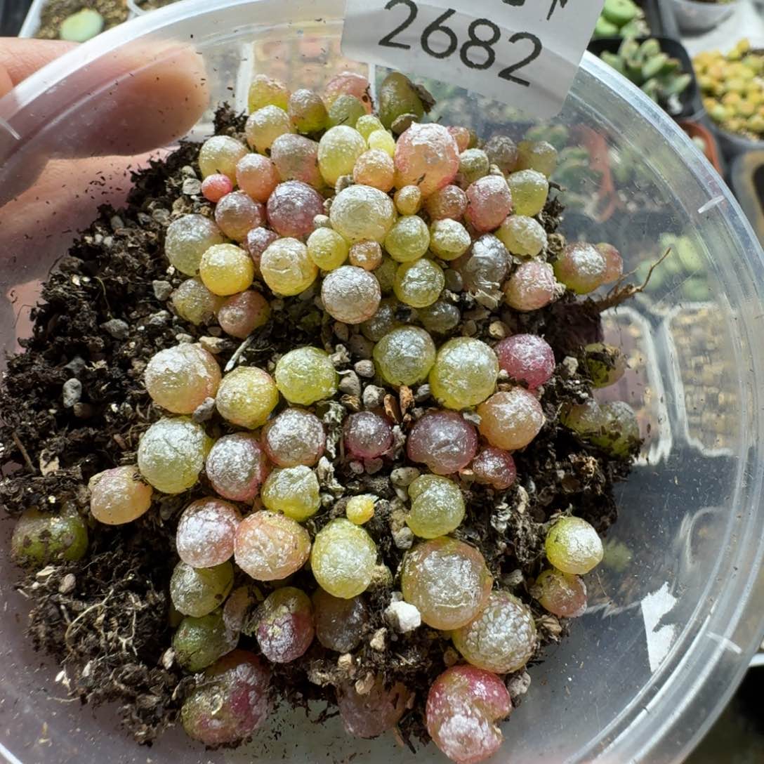 2682。小灯泡一盒