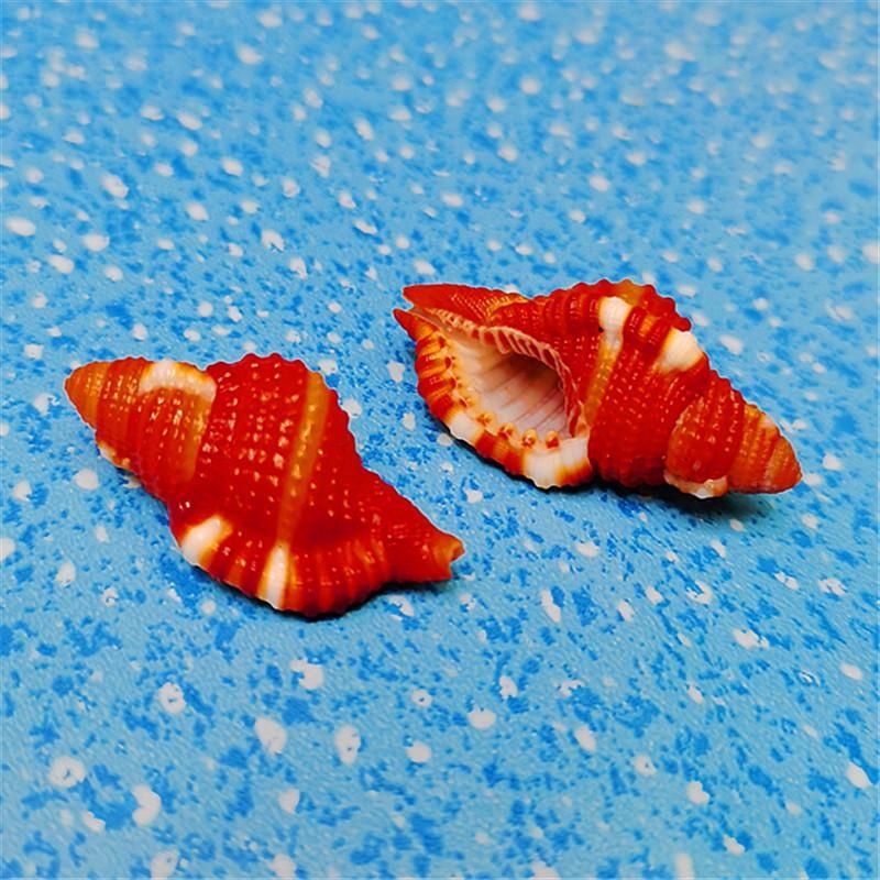 艳红美天然稀有海螺贝壳标本用于鱼缸造景与家居收藏