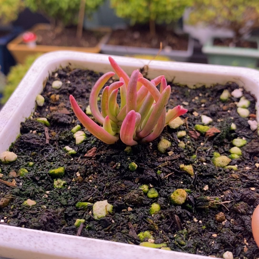 ʚ****?640粉露锦。    