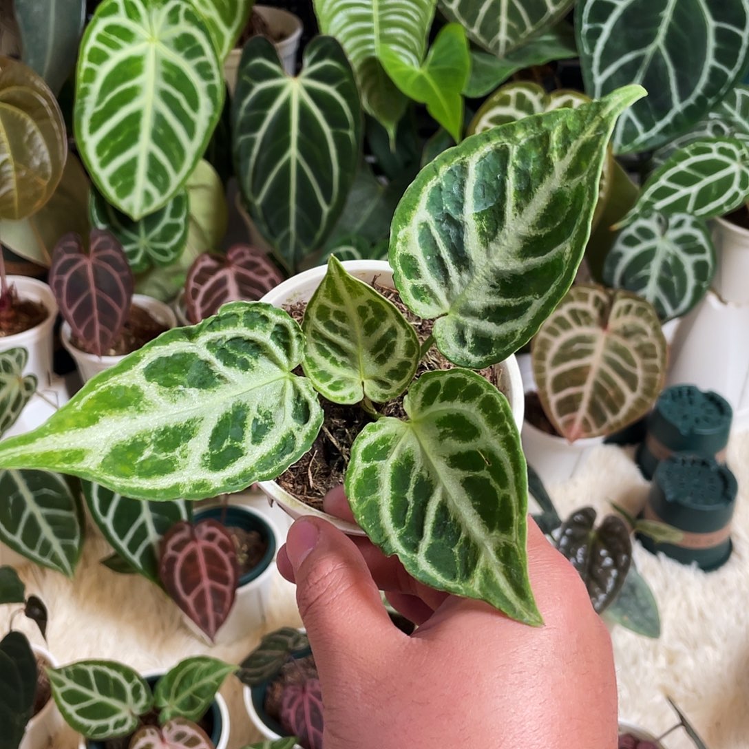 完全开放进口银虎杂