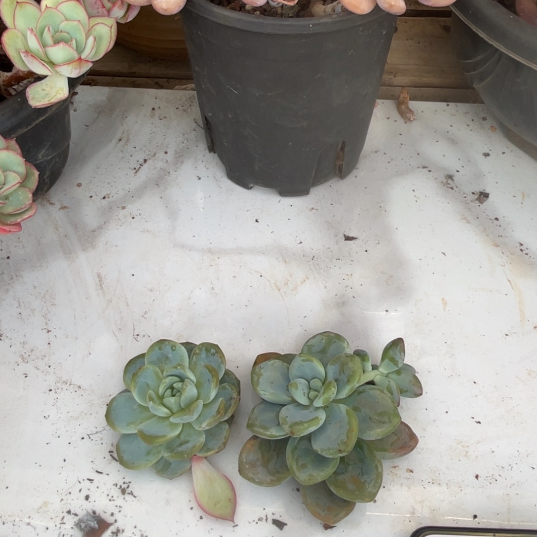 康***馨十级福利整桩无砍