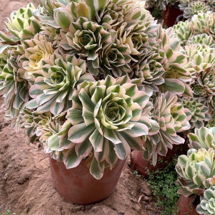 252迈巴赫多肉法师福利不包损