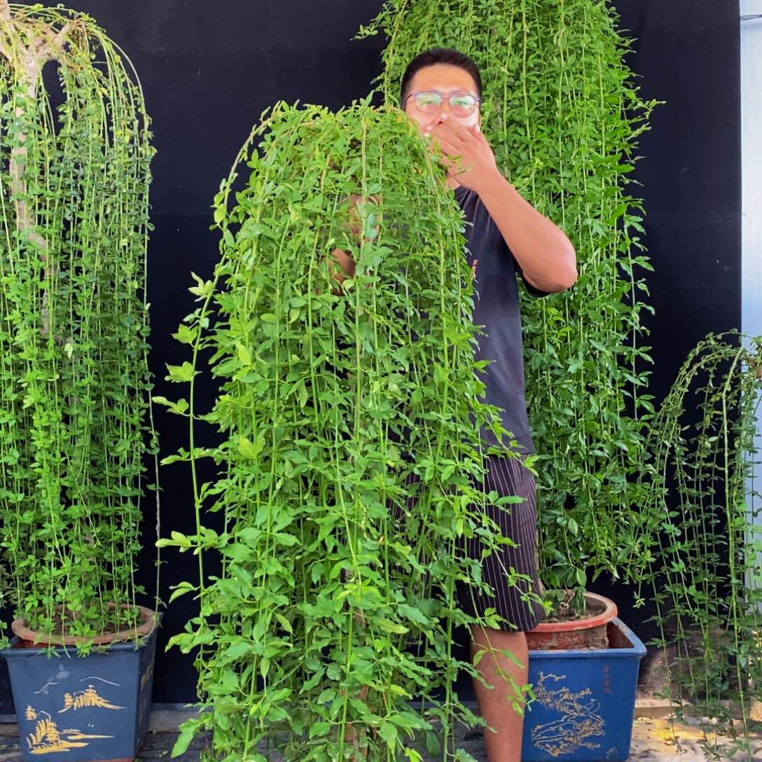 探春花，一物一拍，