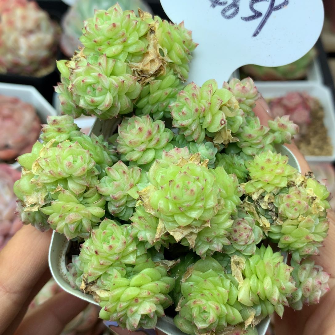 定繁优选麦秆群4859