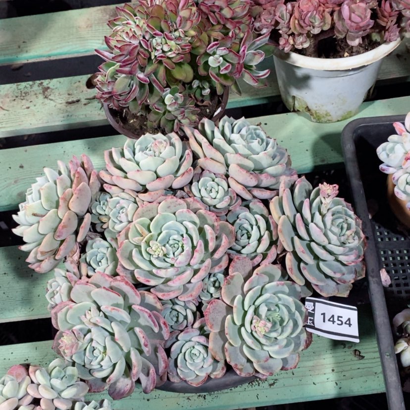 【闪购商品】千山雪1454