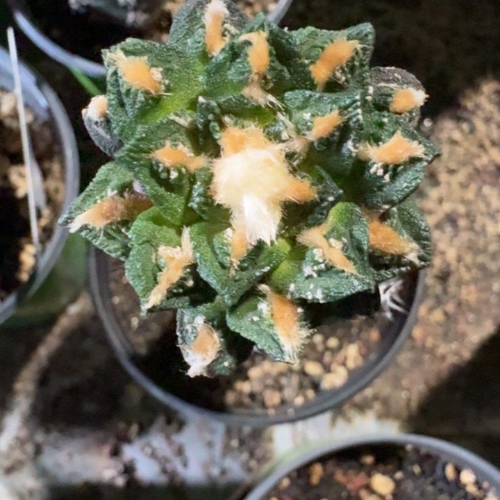 螺旋牡丹苗接4公分