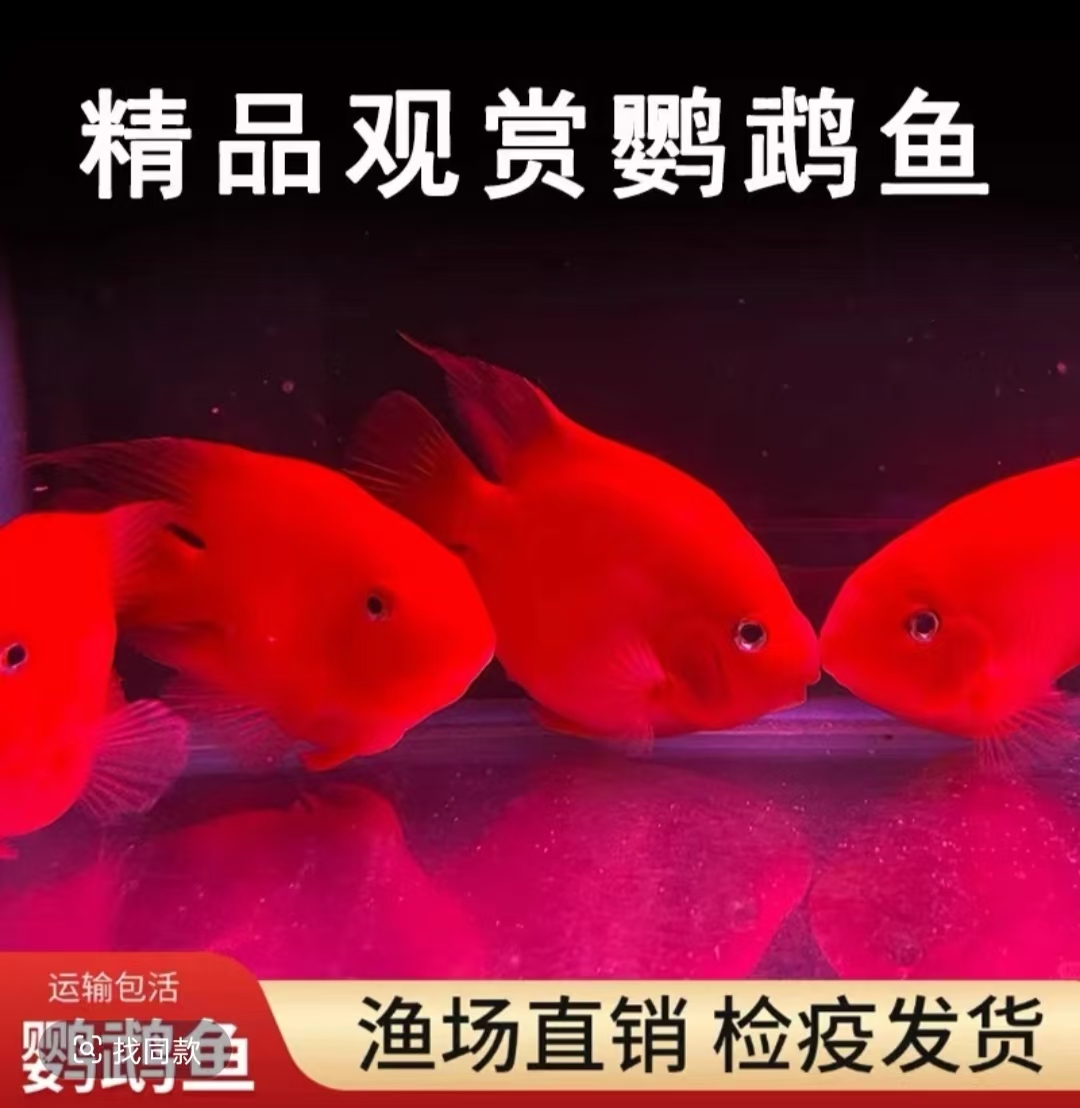 血红鹦鹉鱼活体中大型热带观赏鱼适合新手养殖可混养
