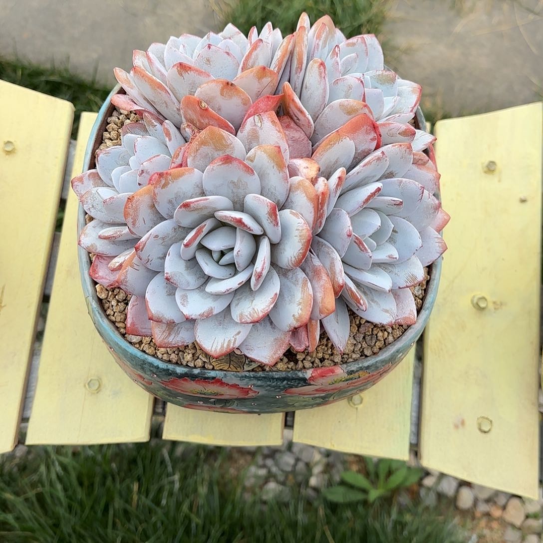 小小弟精品多肉雪莲