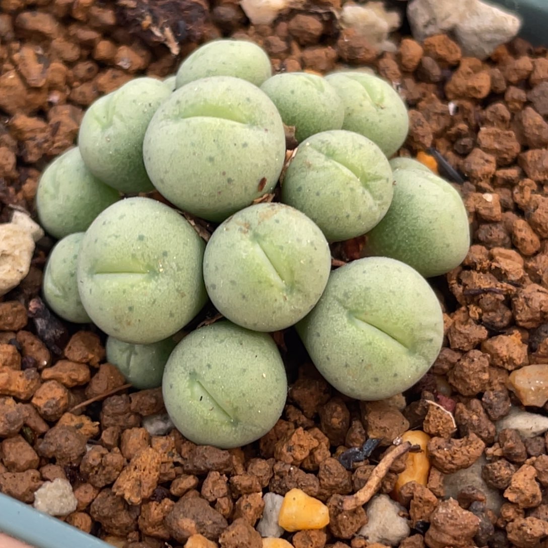 奶油香肠嘴植物一物一拍
