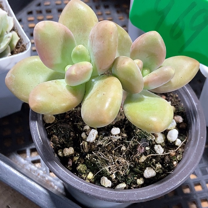 多肉植物芒果奶969