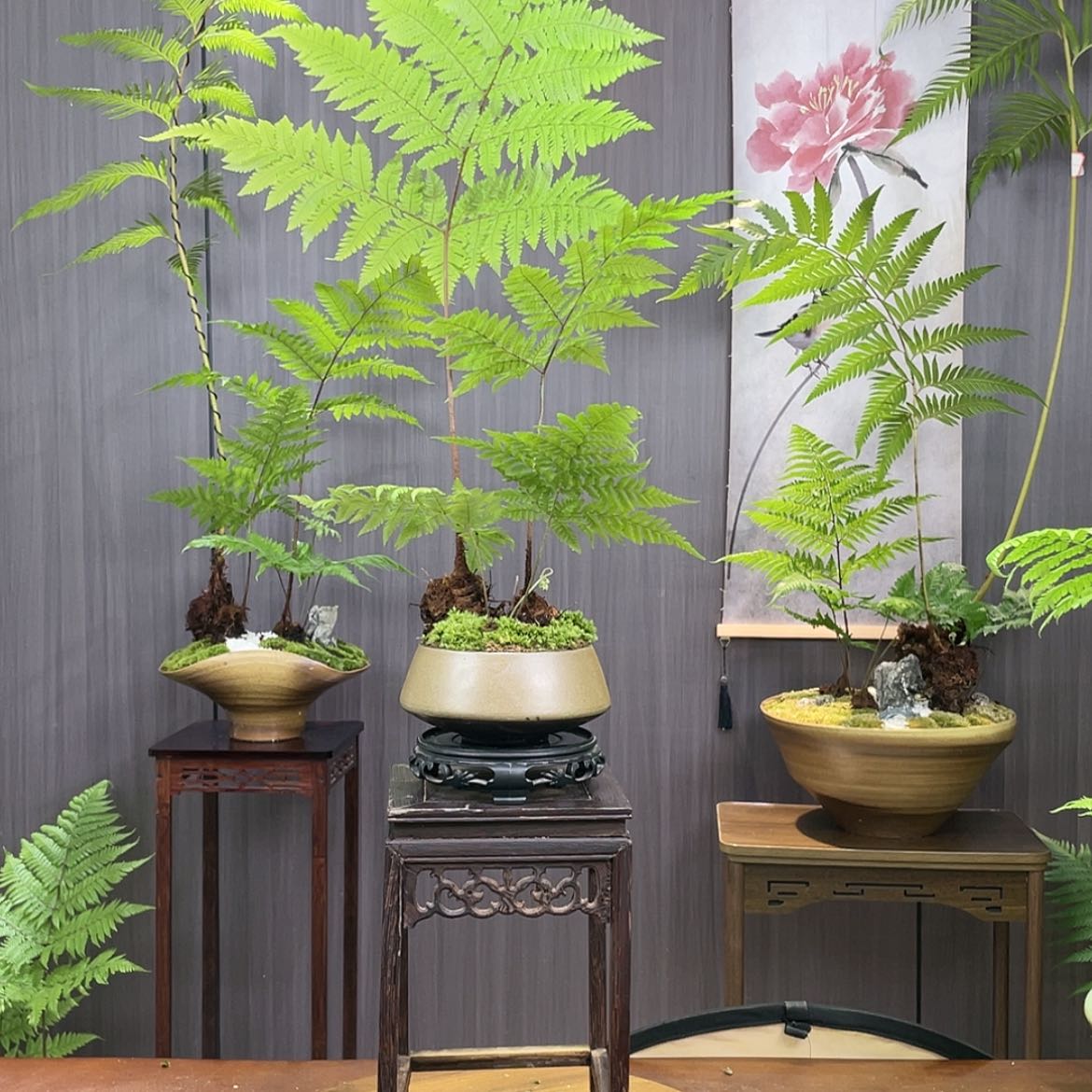 【闪购商品】全部花朵用****6蕨