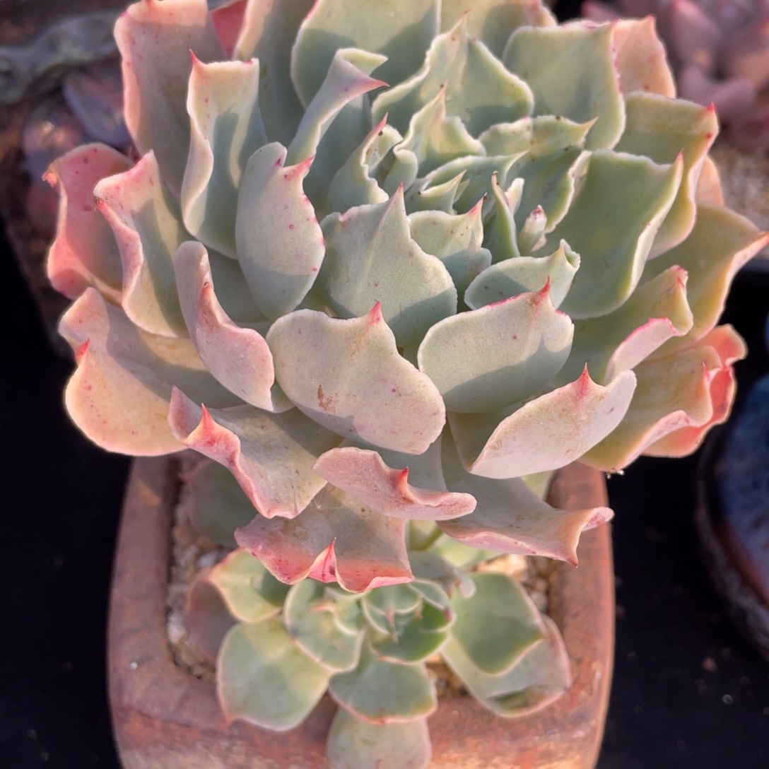 海啸小群生满38包邮