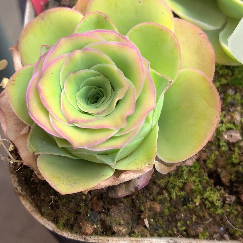 【闪购商品】yjj203