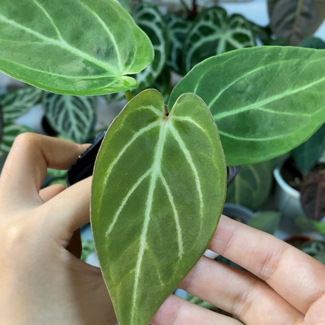 不开花植物kos杂啦啦啦