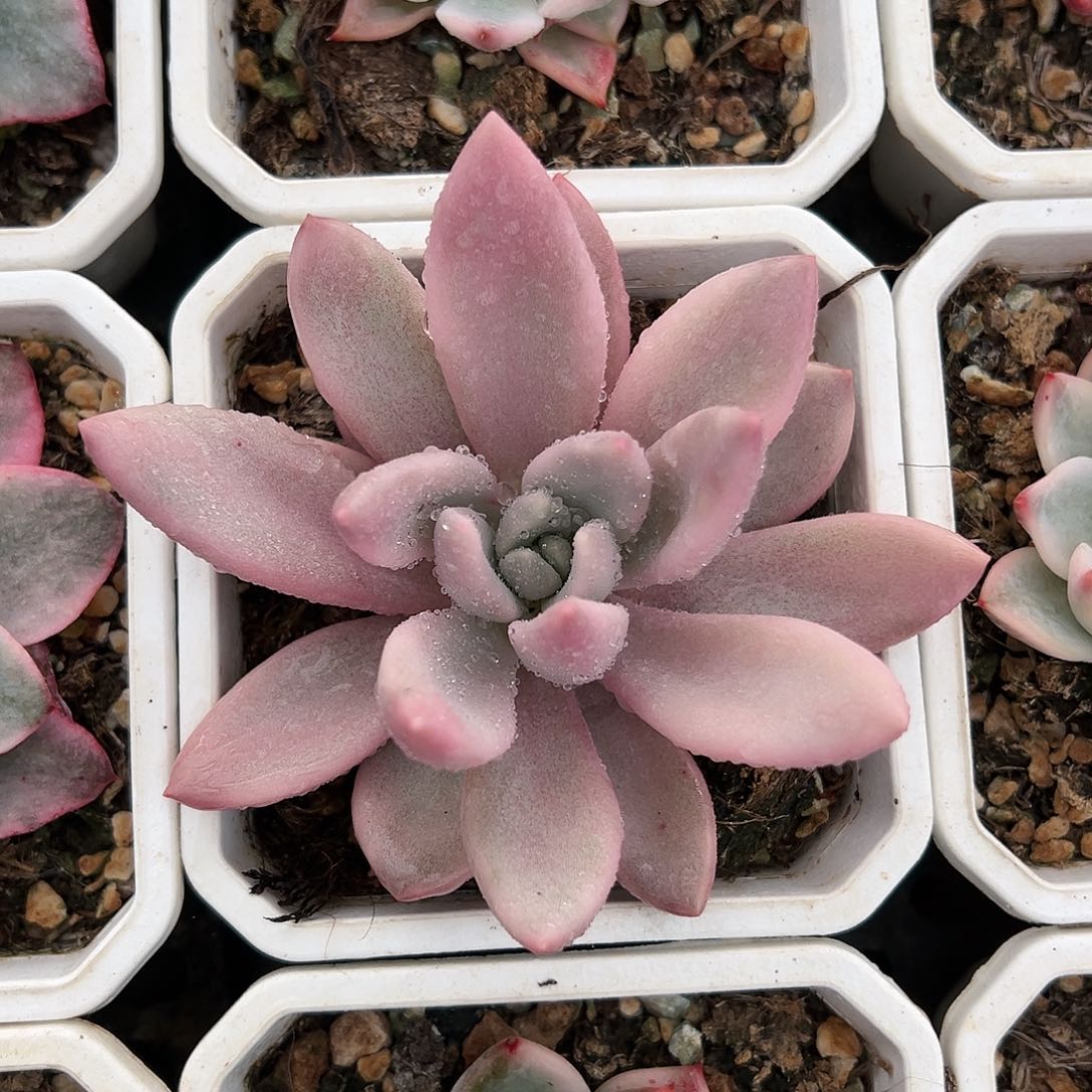 桃花源锦，多肉植物