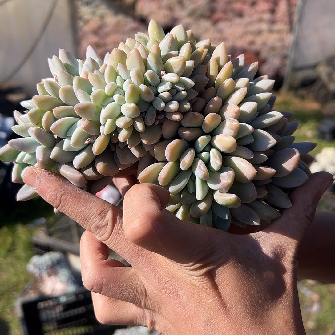 奥普玲娜树缀多肉。   