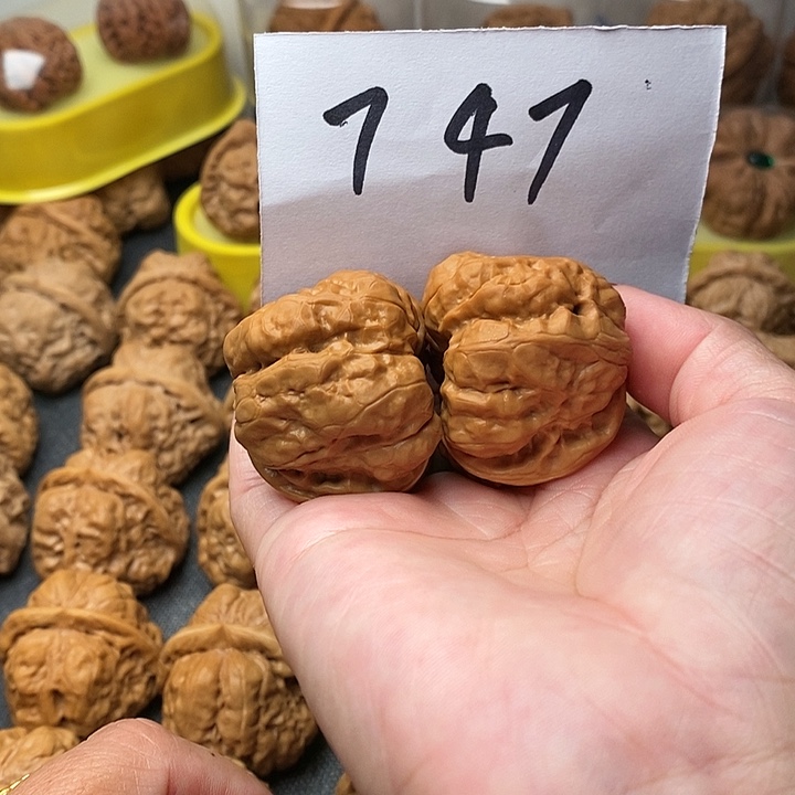 核桃蛤蟆40斤左右一个人