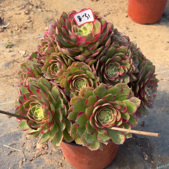 8-31粉花妖福利多肉