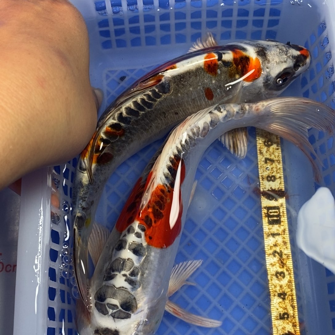 锦鲤冷水锦鲤包邮