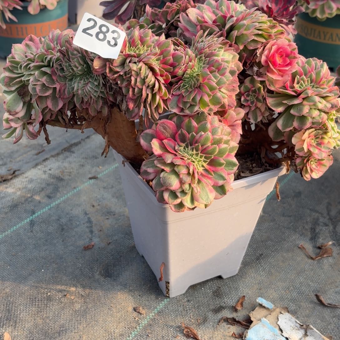 283倾城追多肉植物福利