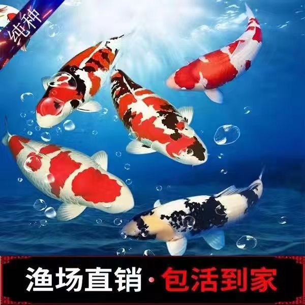 锦鲤精品锦鲤日本进口纯种红白大正三色黄金秋翠冷水好养观赏鱼