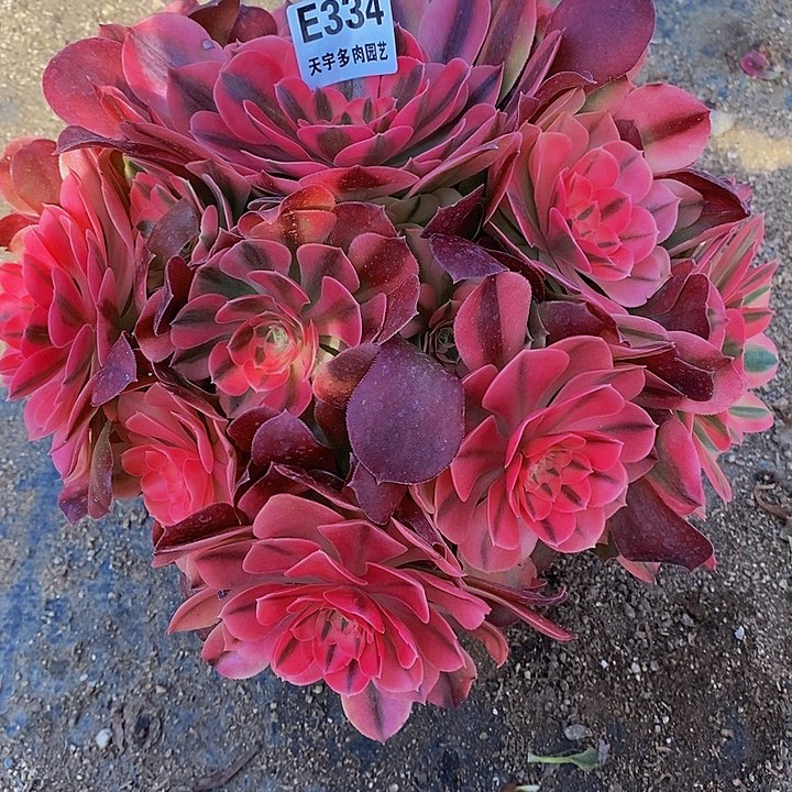 多肉香妃334多肉