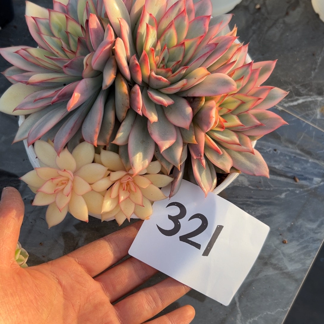 蒲***英321、或者电话的彼此彼此吧吧