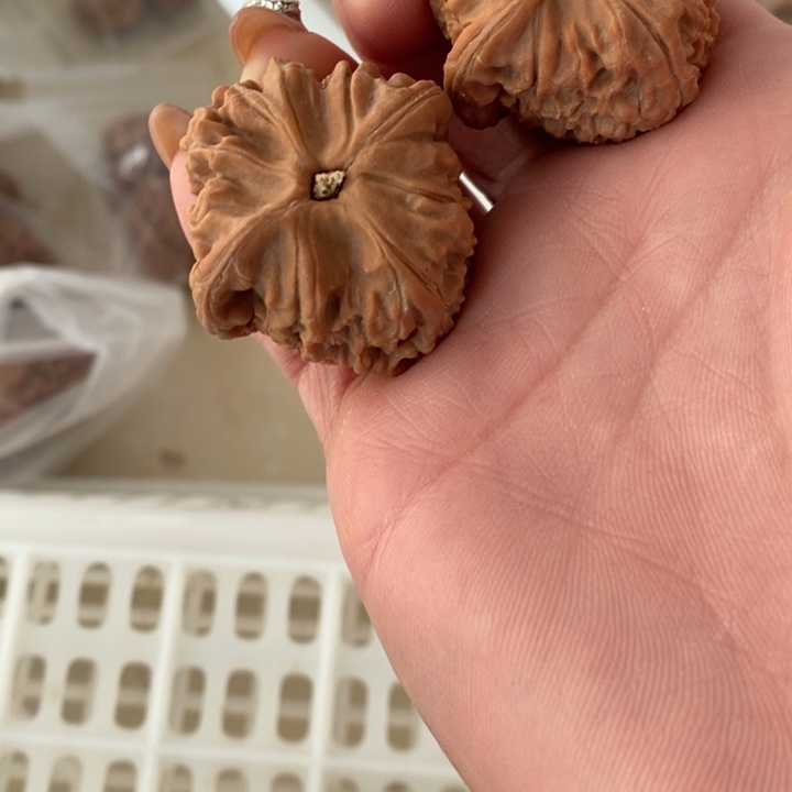 安****阳红狮子红狮子红狮子