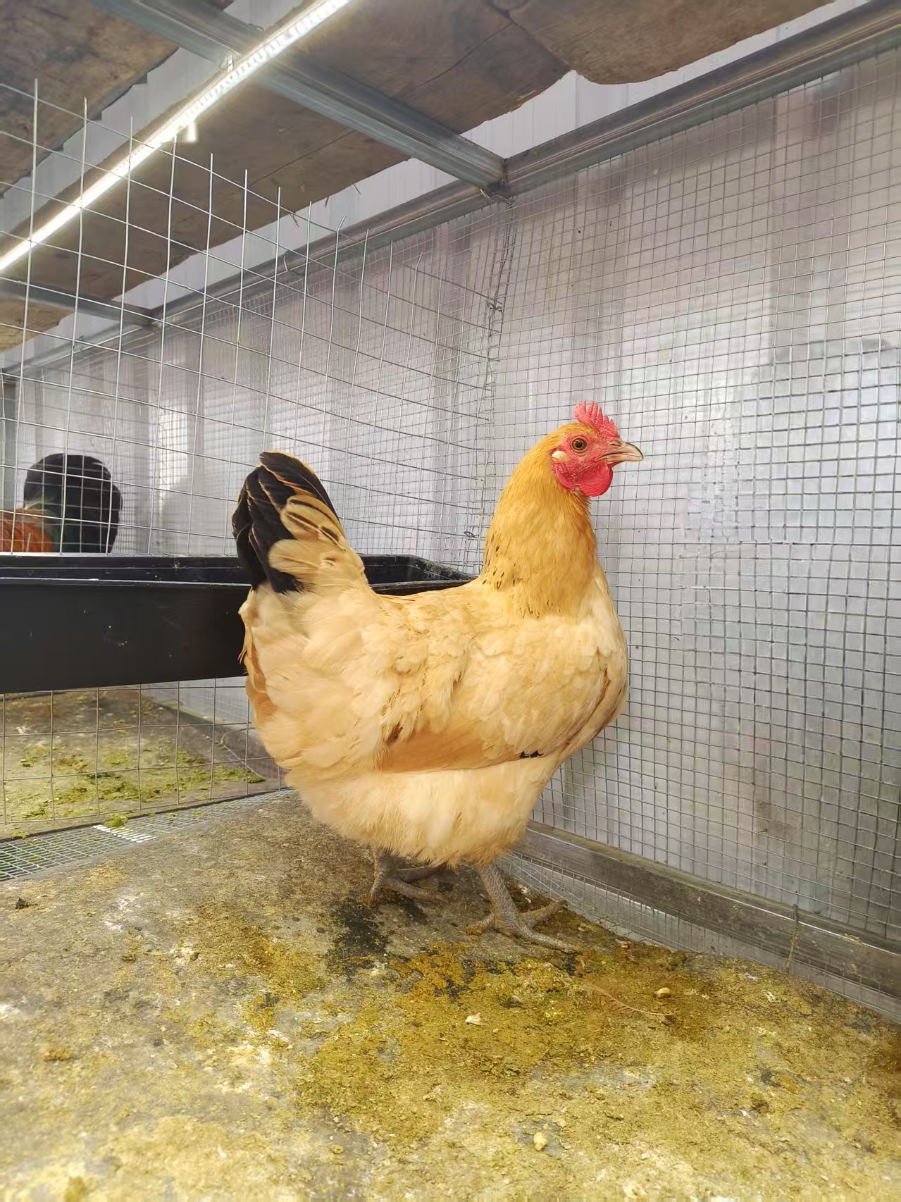 2年老母鸡  跑山鸡   走地鸡    京东/顺丰包邮