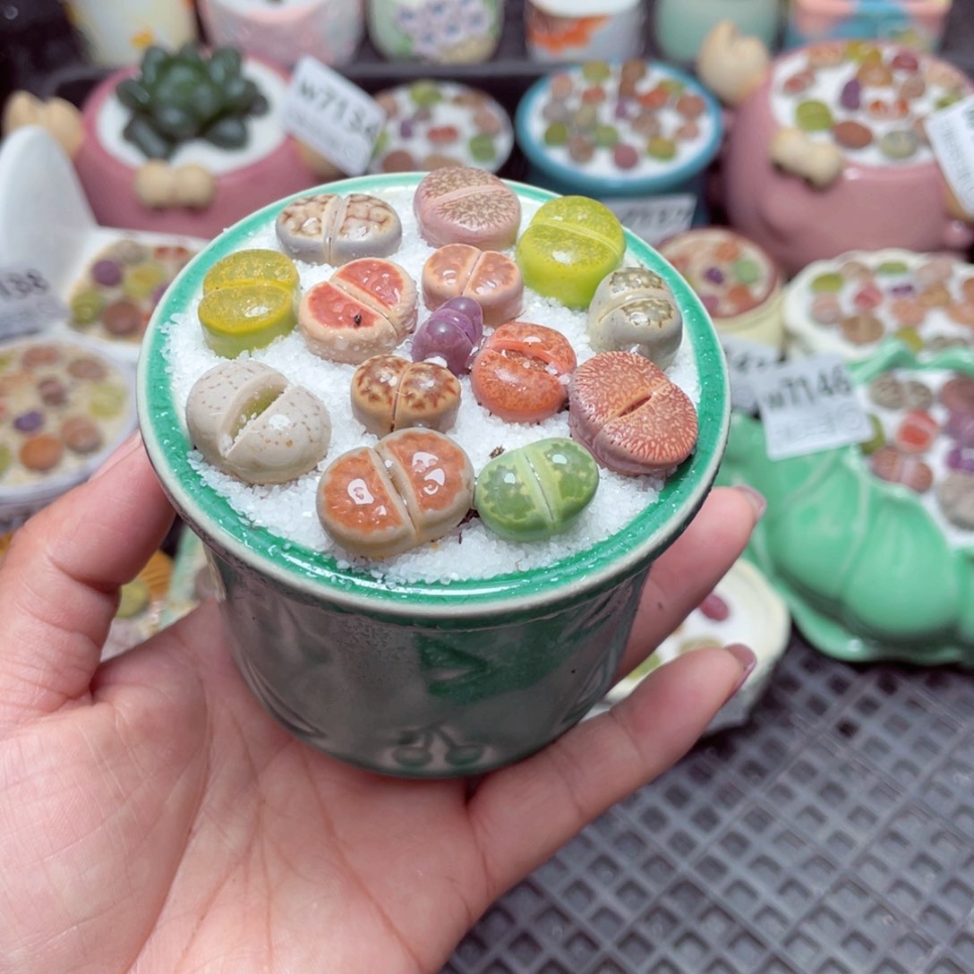 w7150 -零下地区拍保温箱-15支持寄养