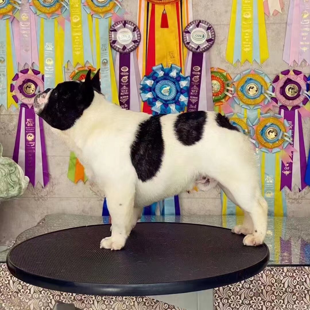【滨州金美犬舍】方体法国斗牛犬 保犬瘟细小一个月 两针疫苗