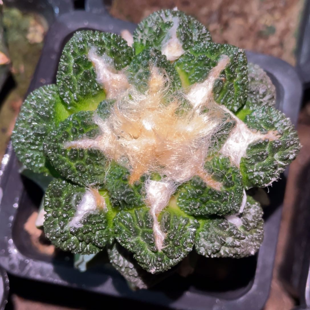 丸犹龟甲哥斯拉牡丹 仙人球