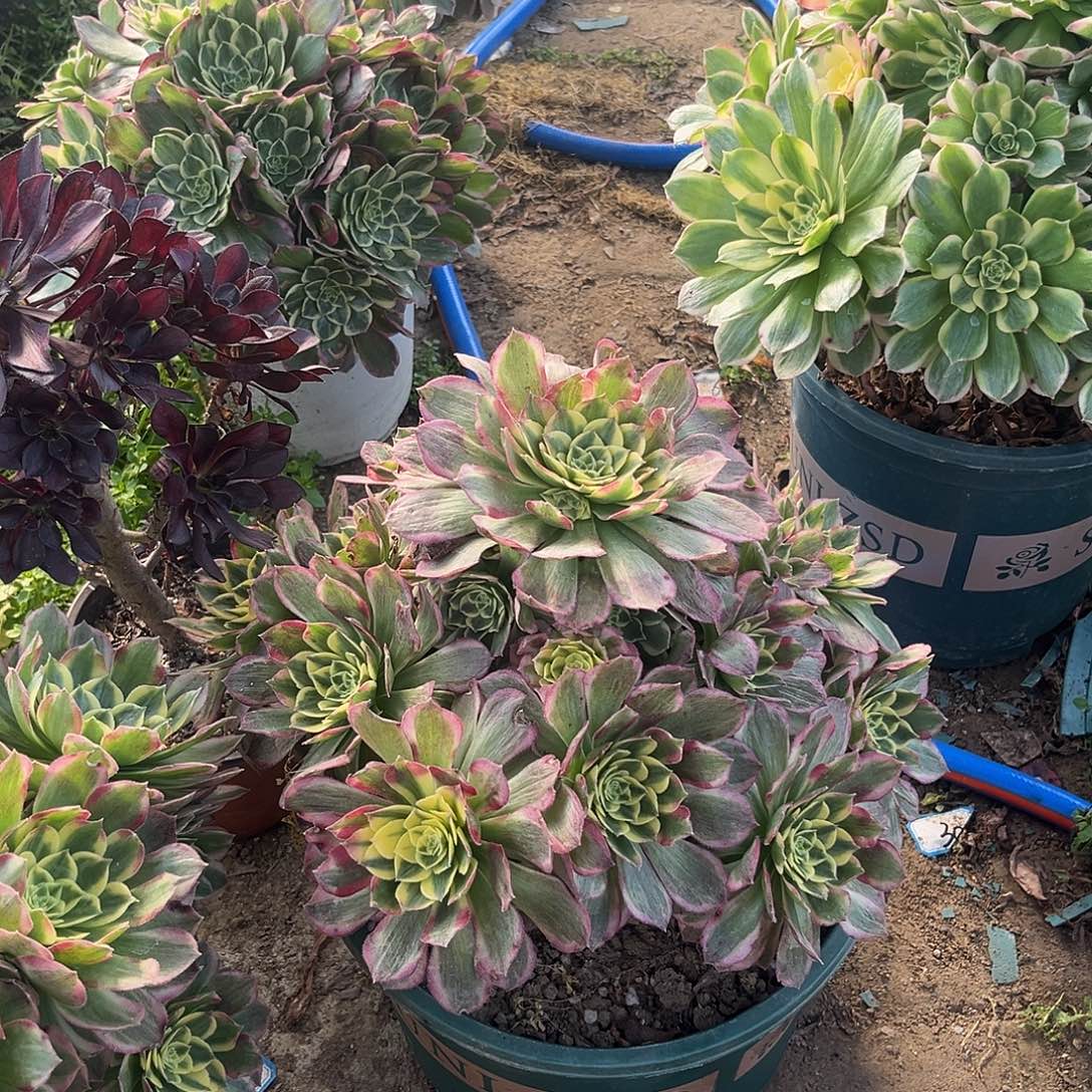 5海仙法师多肉植物