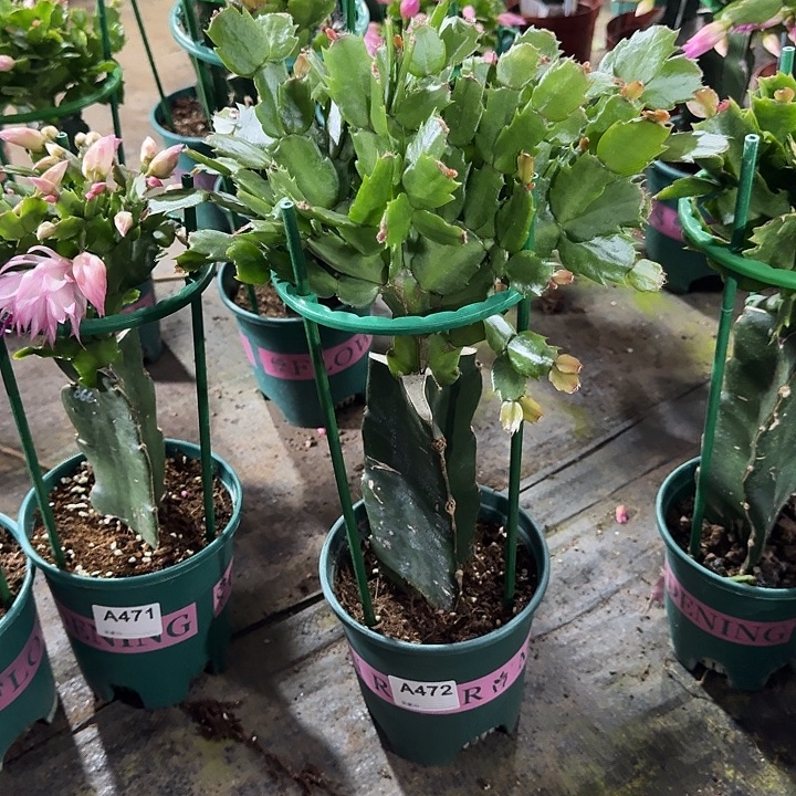 笑***笑大部分开放少量花苞472嫁接 061