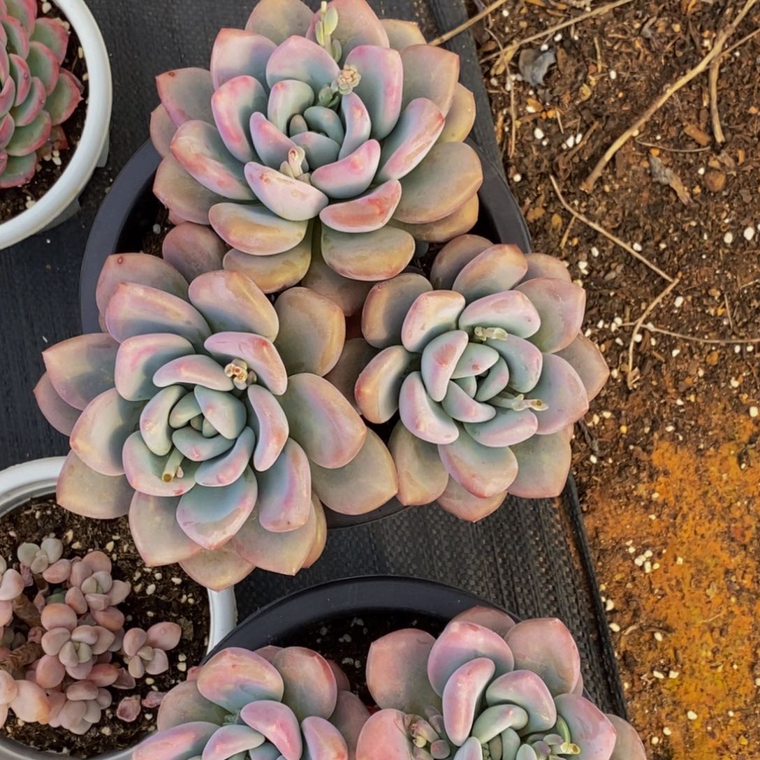 热*式 48包邮一物一拍多肉植物