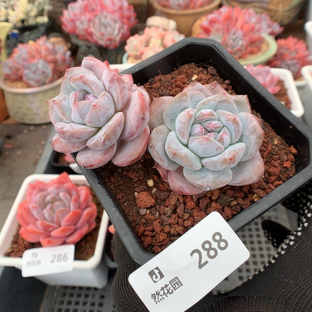 288星影多肉植物6663