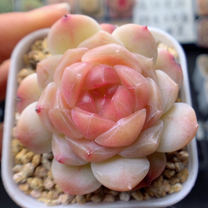 多肉植物。 糖心60