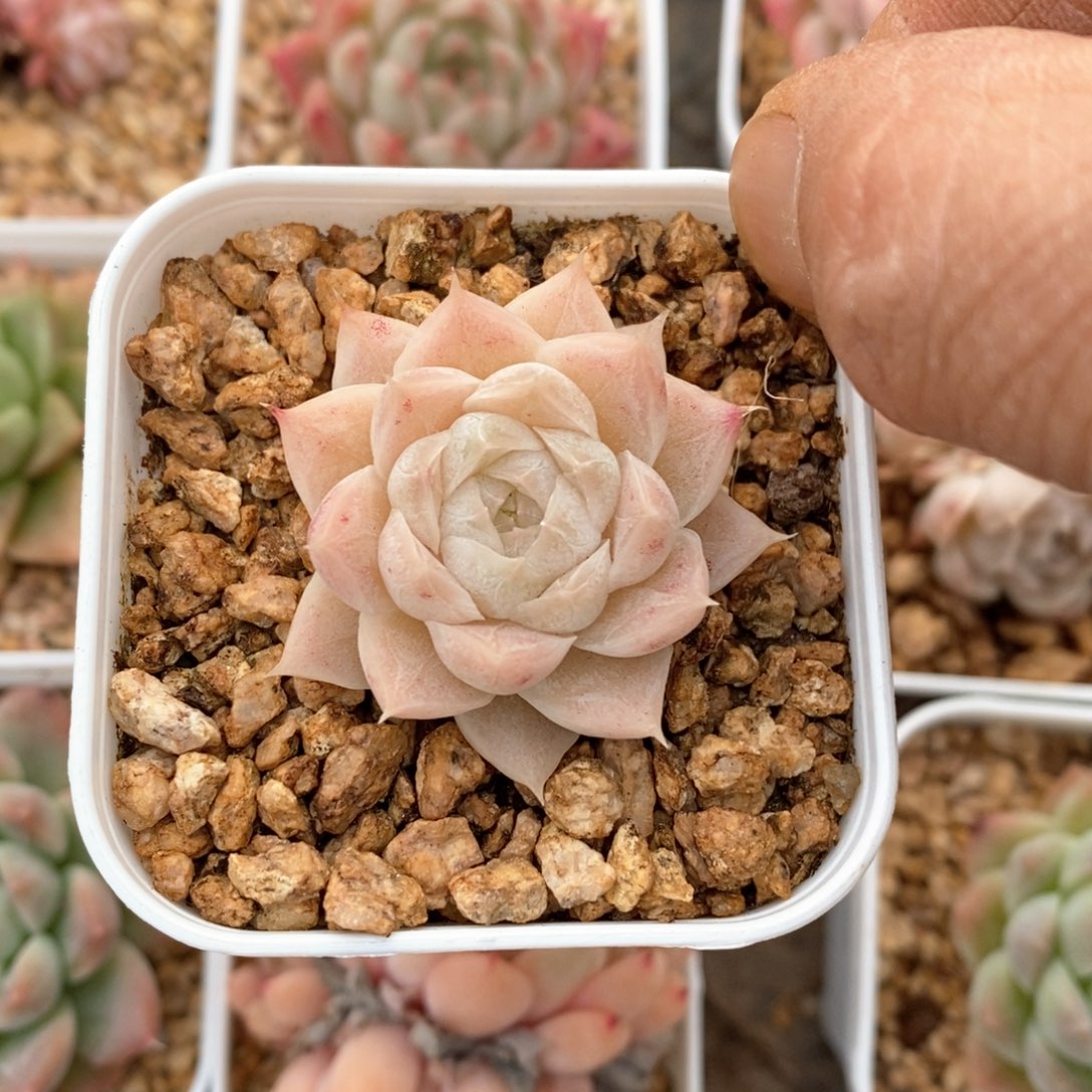 精品多肉一物一拍不包整114