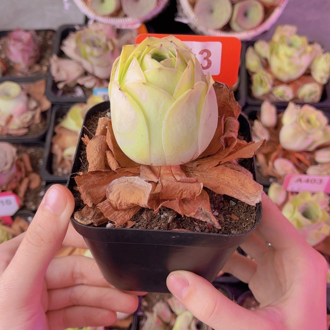 单品一物一拍013号