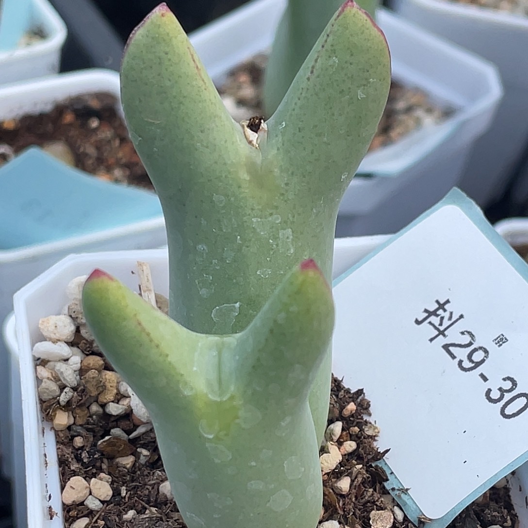 29-30大枪多肉植物