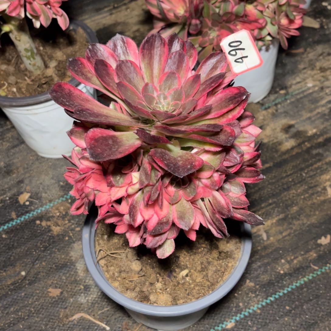 066多肉植物黑魔锦带嫁接木