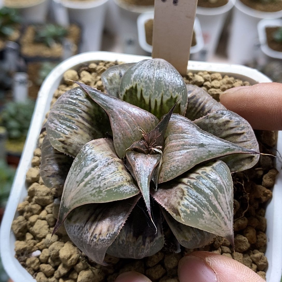 11pinky十二卷多肉