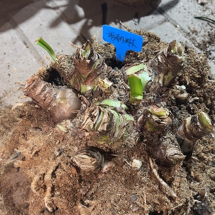 Ｌ***Ｙ无花朵朱顶红玛丽林一坨