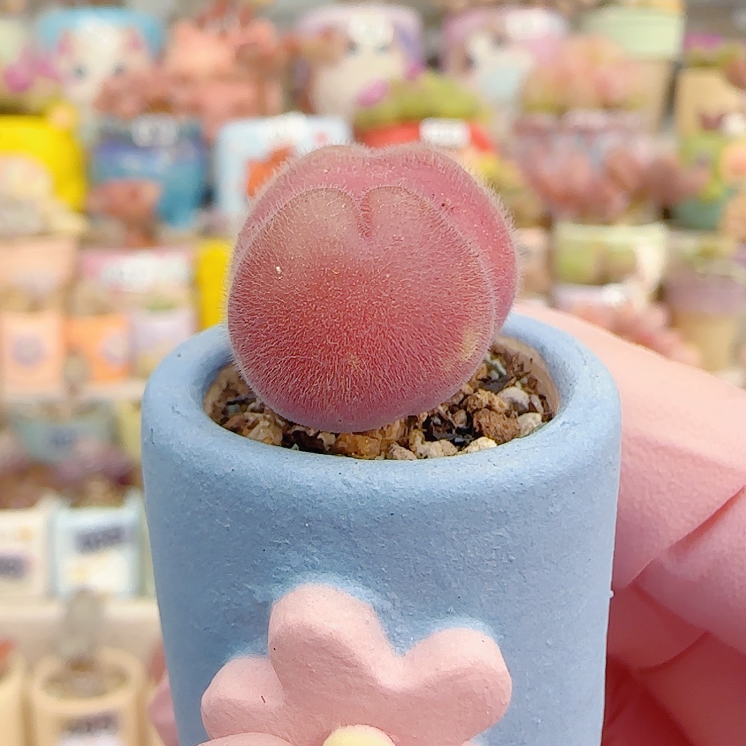 L 粉红小毛翠 盆口2cm 微瑕