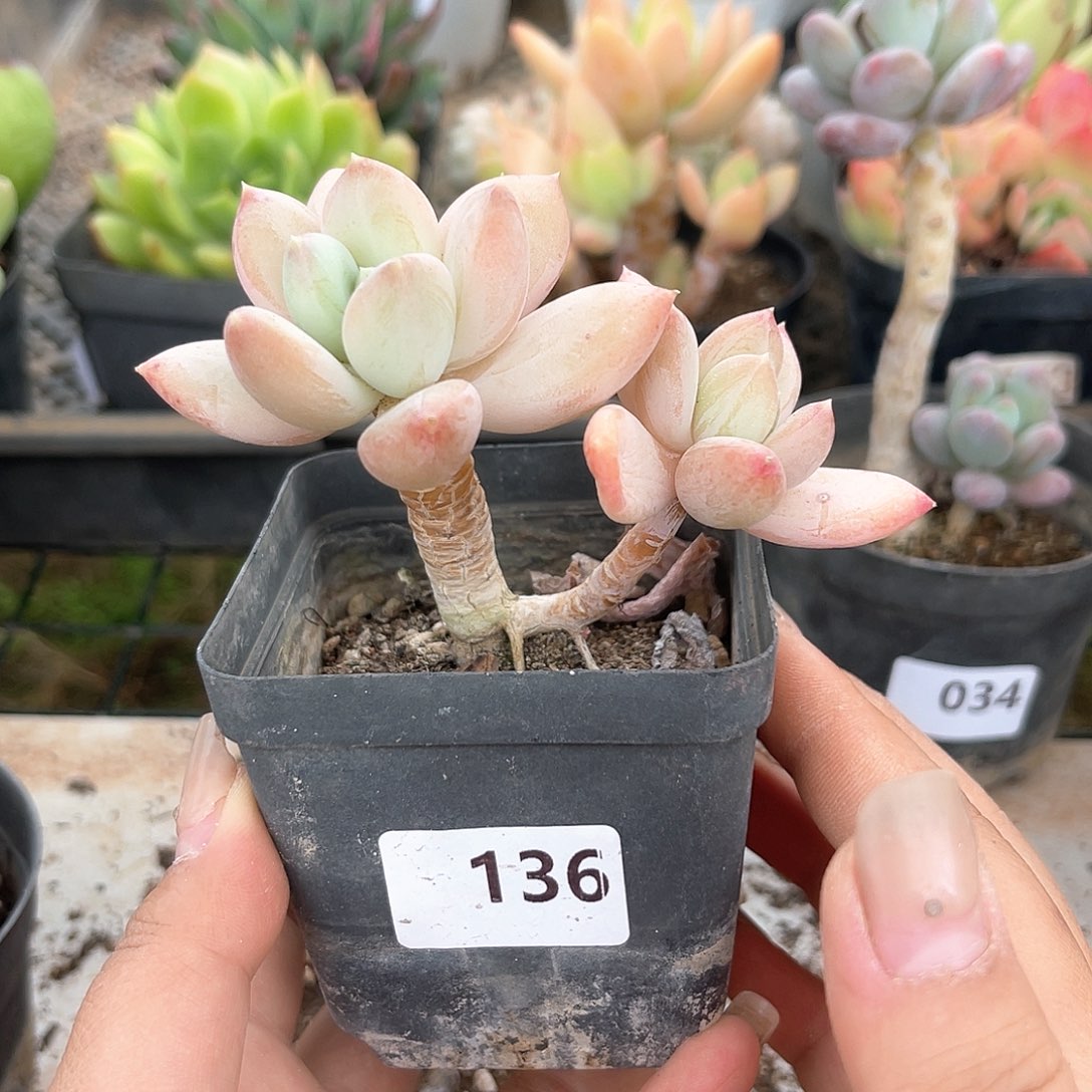 厚叶草。 136。 111111111