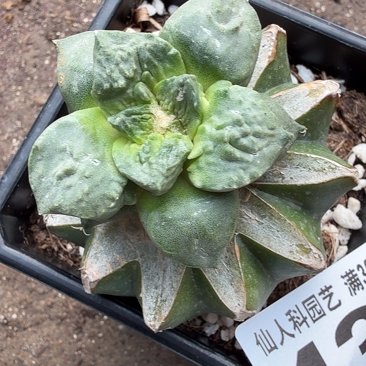 无花朵432变尤哥斯拉牡丹东三