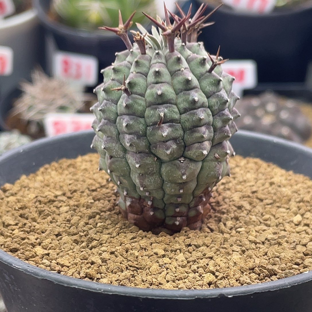 实生艳肌玉米尤群星冠大戟