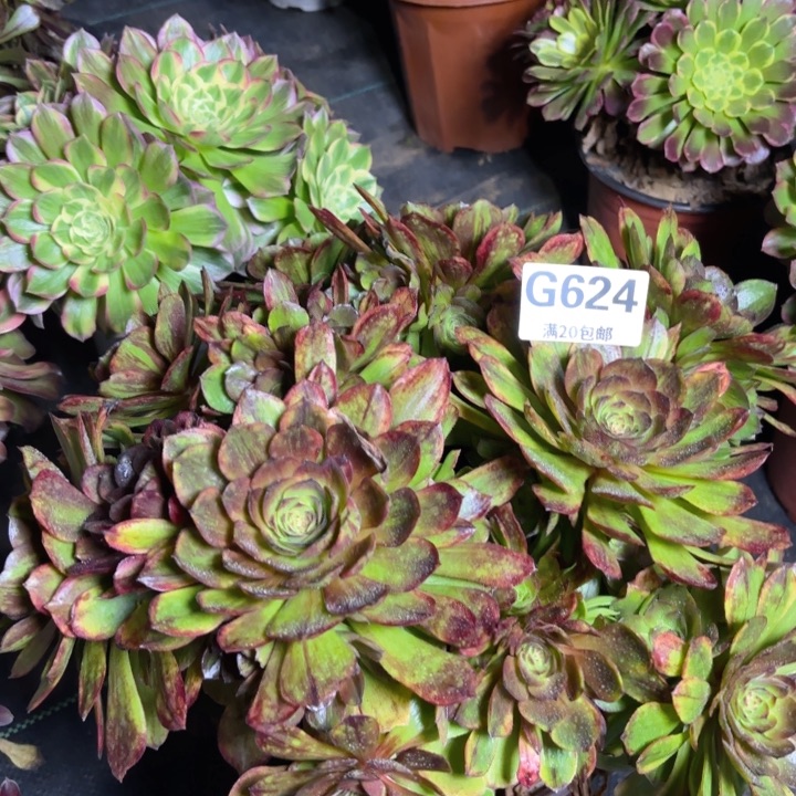 瑞妈多肉1.29.624