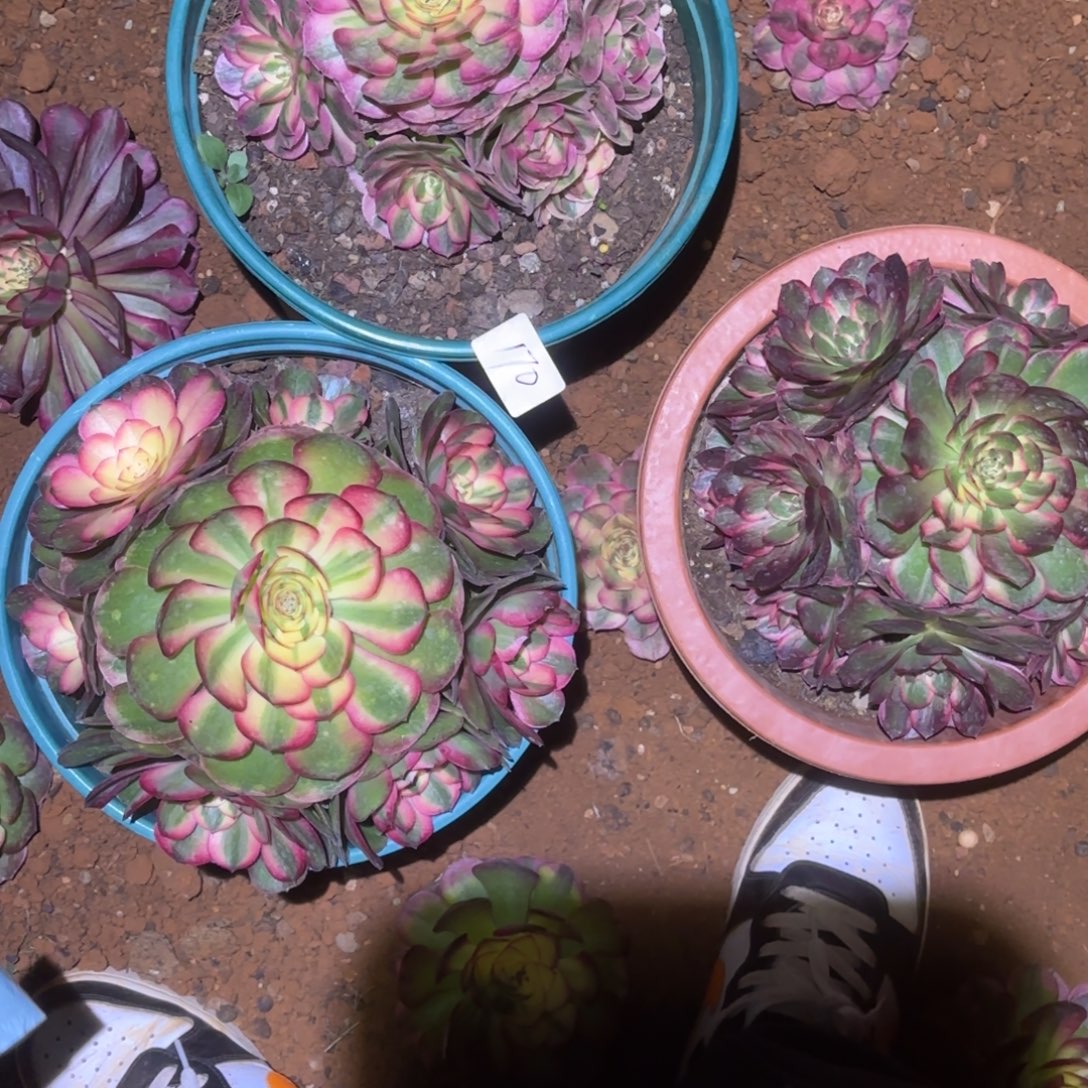 时***梦云南多肉植物组拍